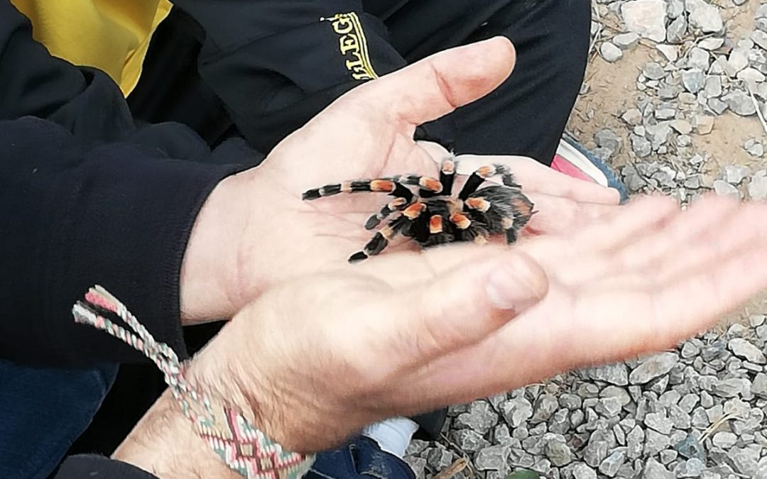 Projecte SOS ANIMALS. Sortida 2n de primària al CAN (Centre d’Apropament a la Natura). Navàs.