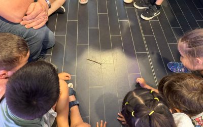 Infantil 5 anys: Projecte ELS INSECTES. Museu de la tela.